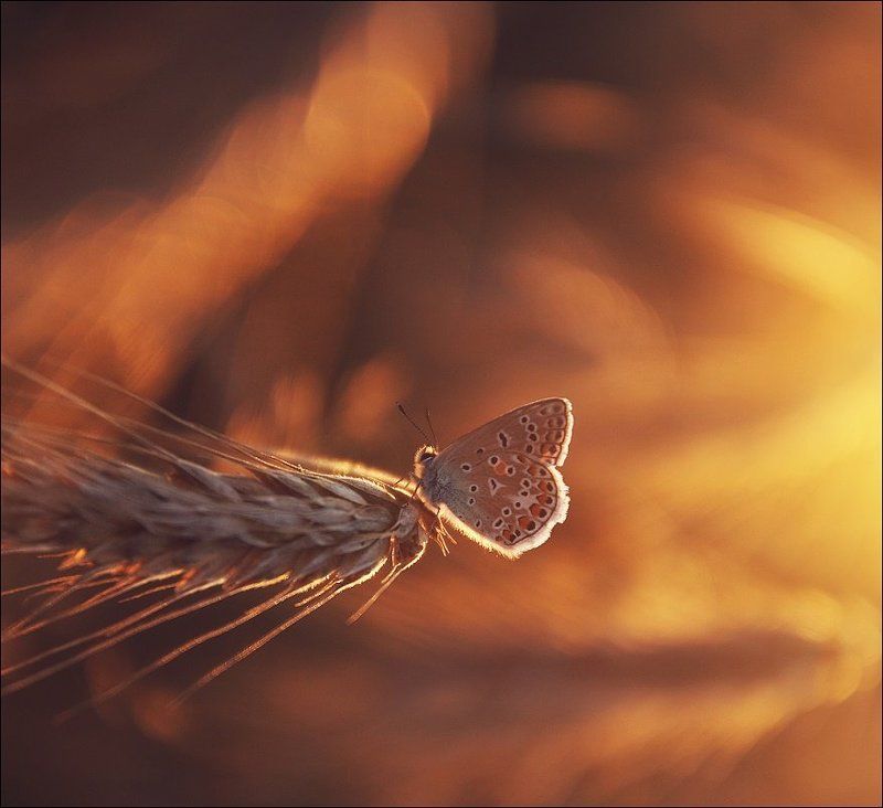 ... фото превью