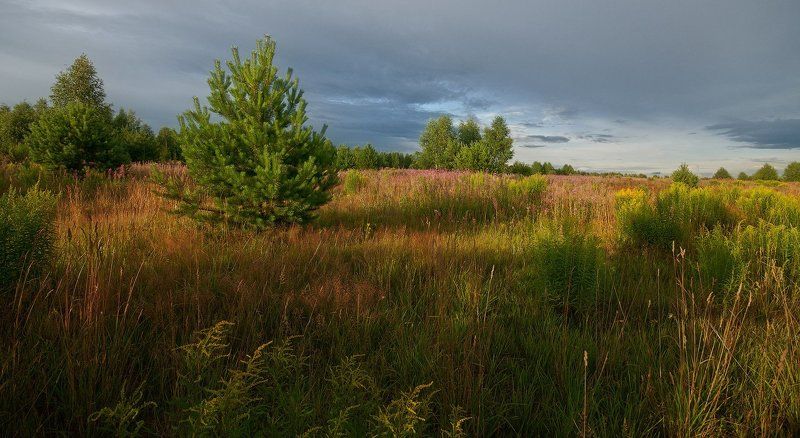 Вечер, Июль, Лес, Лето, Пейзаж, Природа, Трава В июльских травах заблудился... фото превью