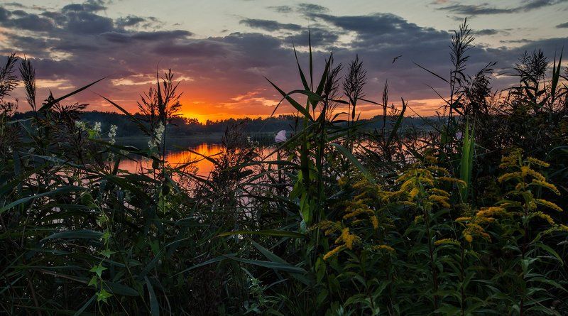 Подмосковье, Купавна, Лето Спадающий жар фото превью