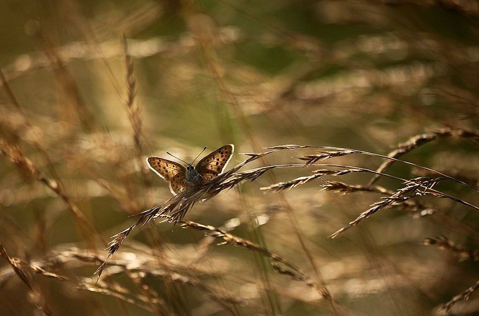 , Иваненко Светлана