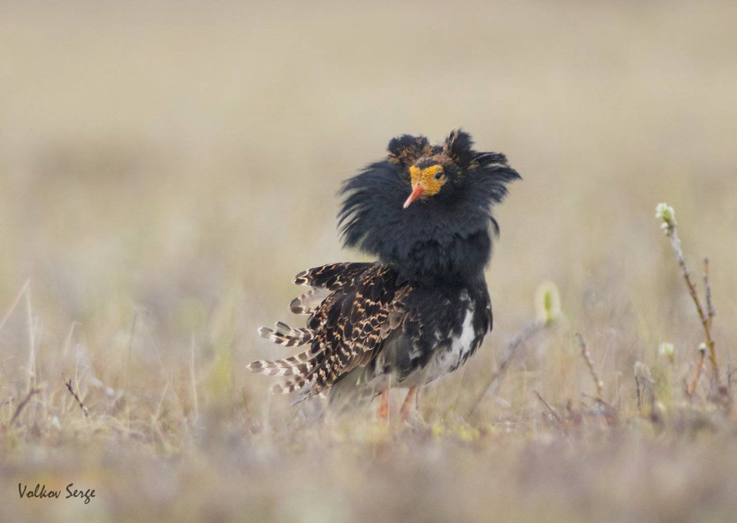 Philomachus pugnax, Арктика, Дикая природа, Кулик, Птицы, Север, Турухтан, Фотоохота, Сергей Волков