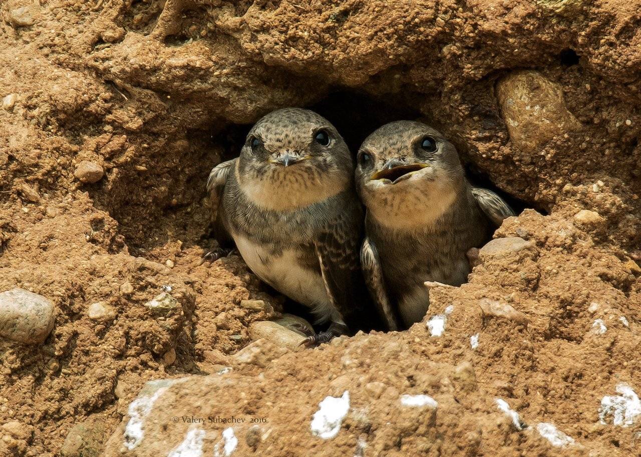 , Валерий Субачев