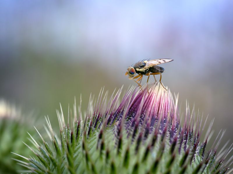 Царь горы фото превью