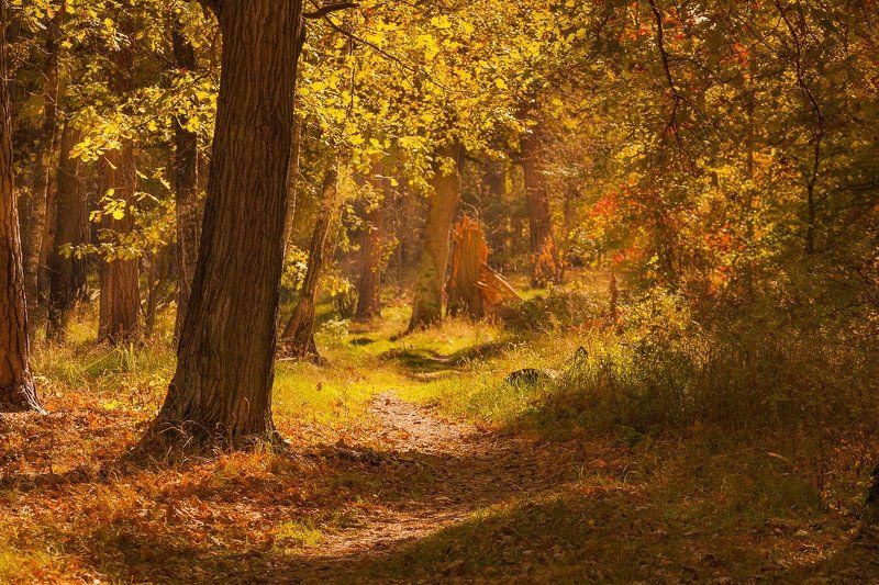 фото, осень, рязань, краски, цвет, природа Краски осени. фото превью