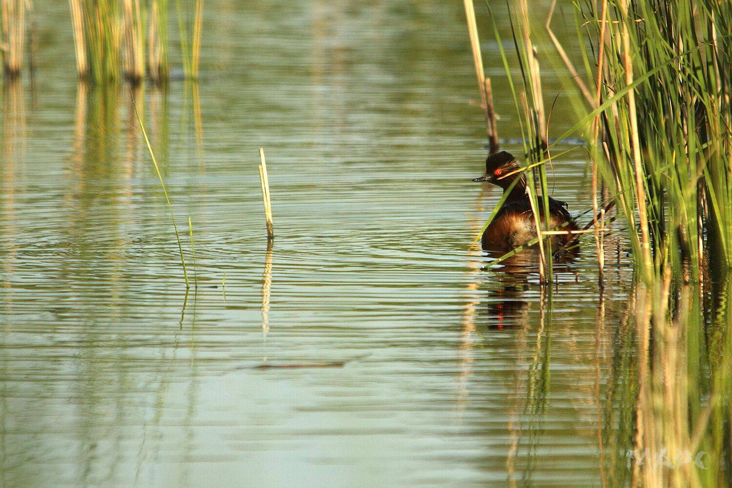 , Шангареев Марс