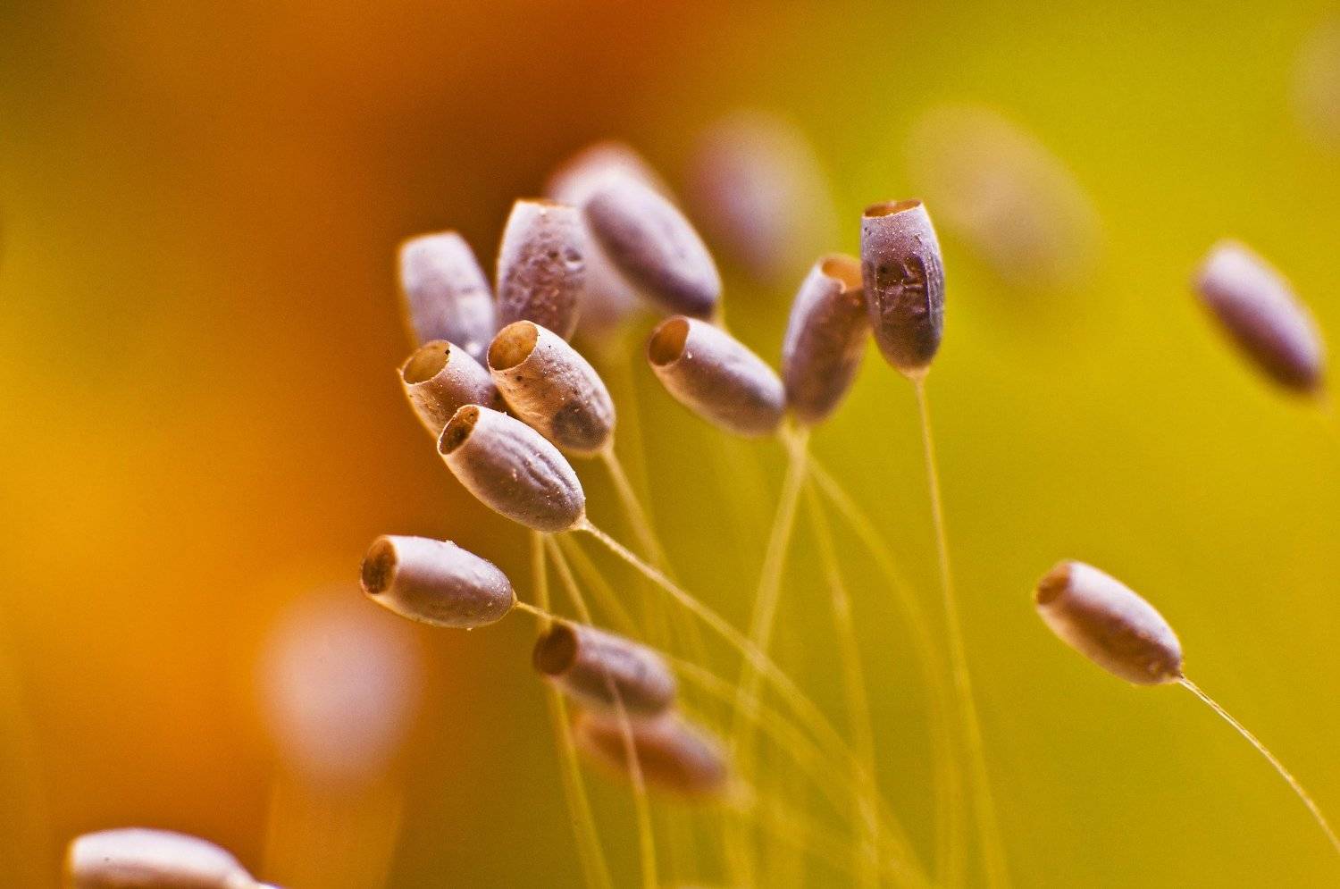 природа, яйца, златоглазка, татарстан, россия, макро, макросъемка, животные, насекомое, насекомые, осень, сентябрь, Рустам Афлятунов