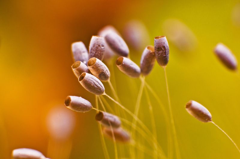 природа, яйца, златоглазка, татарстан, россия, макро, макросъемка, животные, насекомое, насекомые, осень, сентябрь Осенние краски фото превью