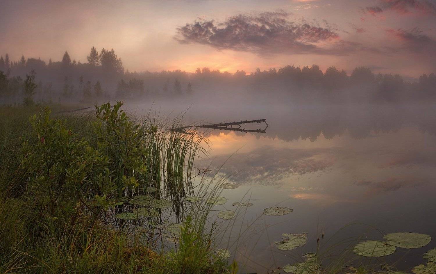 пейзаж, ленобласть, туман, landscape, nature, природа, foggy, forest, рассвет, болото, ленинградская область, Таня SHE (Aiya)