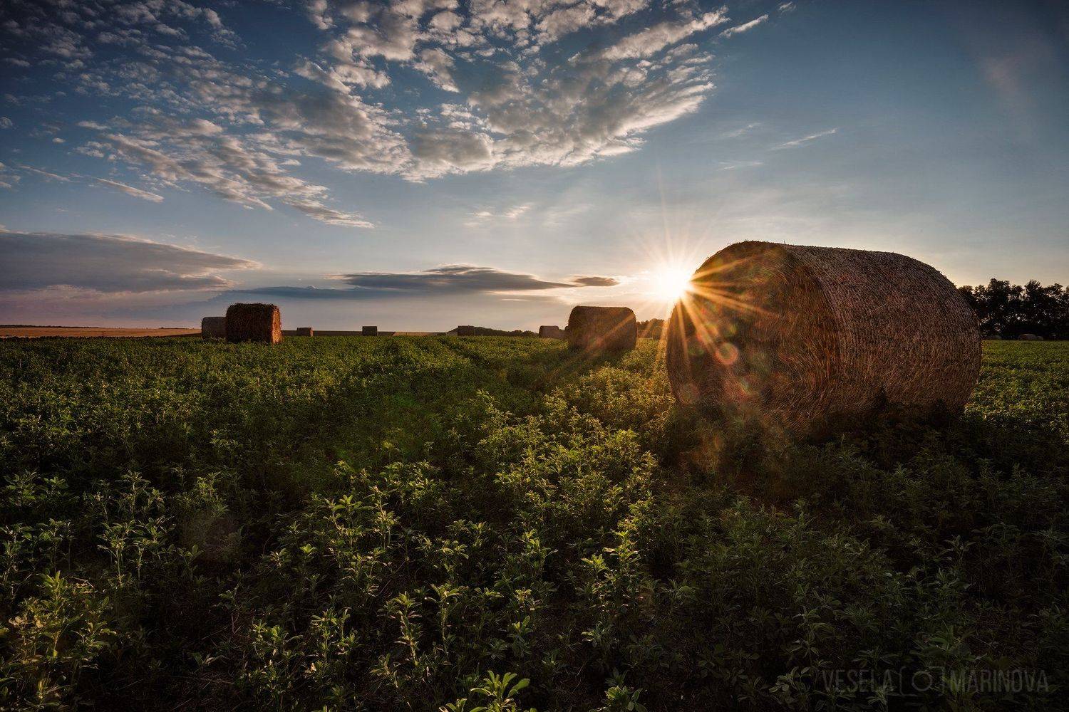 , Весела Маринова
