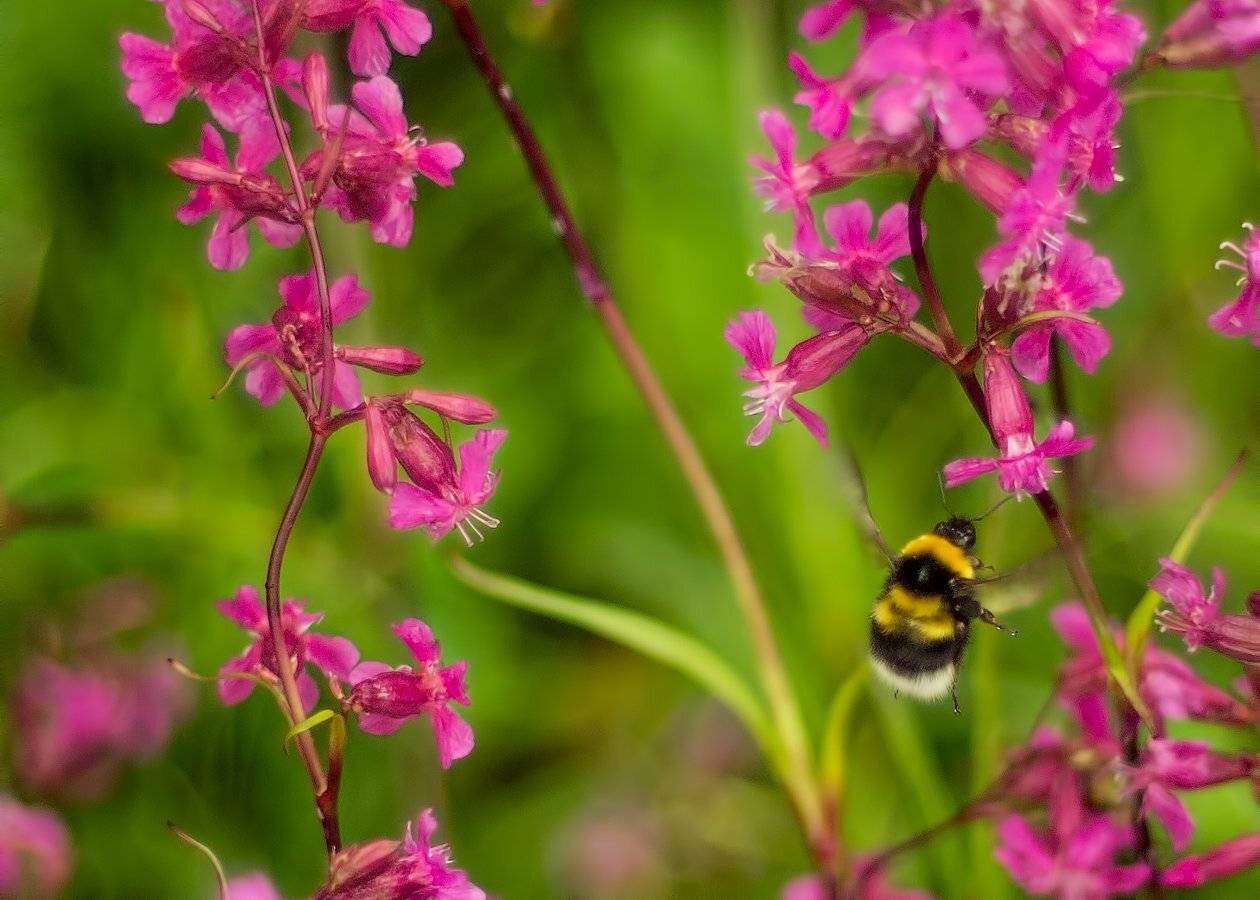 , Марина Брыдня