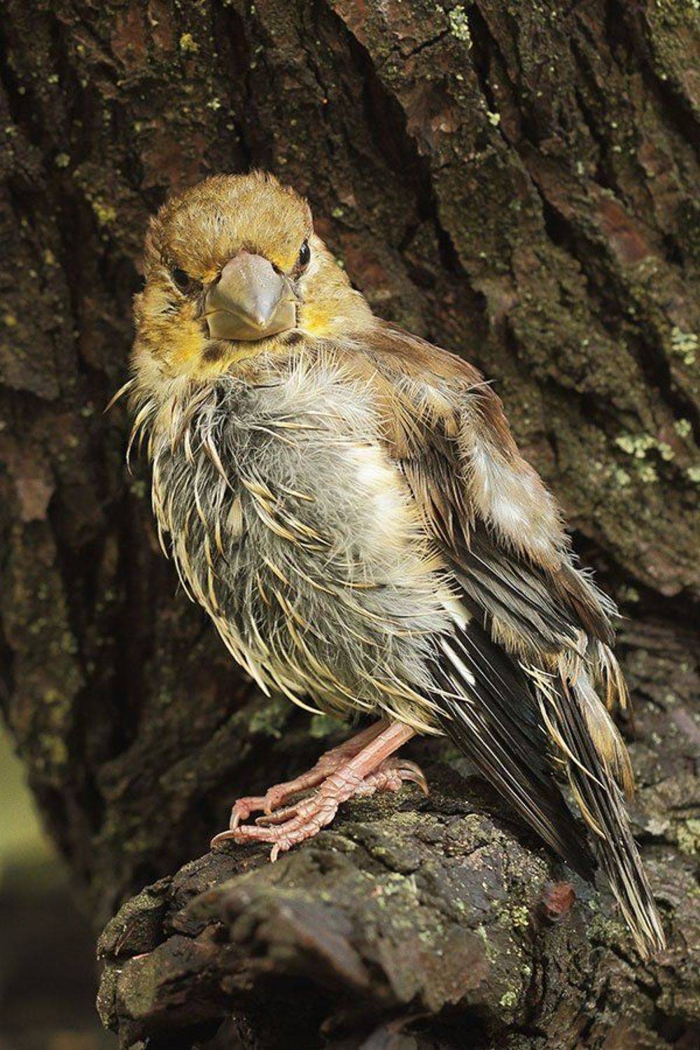 , Роман Рысь