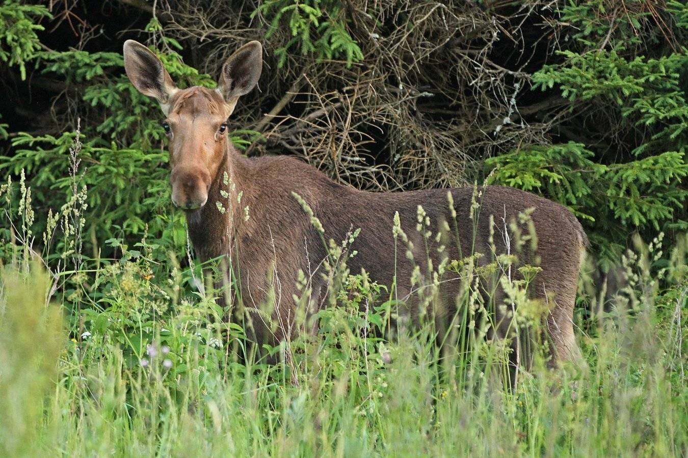 , Андрей Шимчук