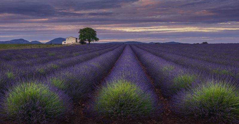 прованс, provence Лавандовые вечера фото превью
