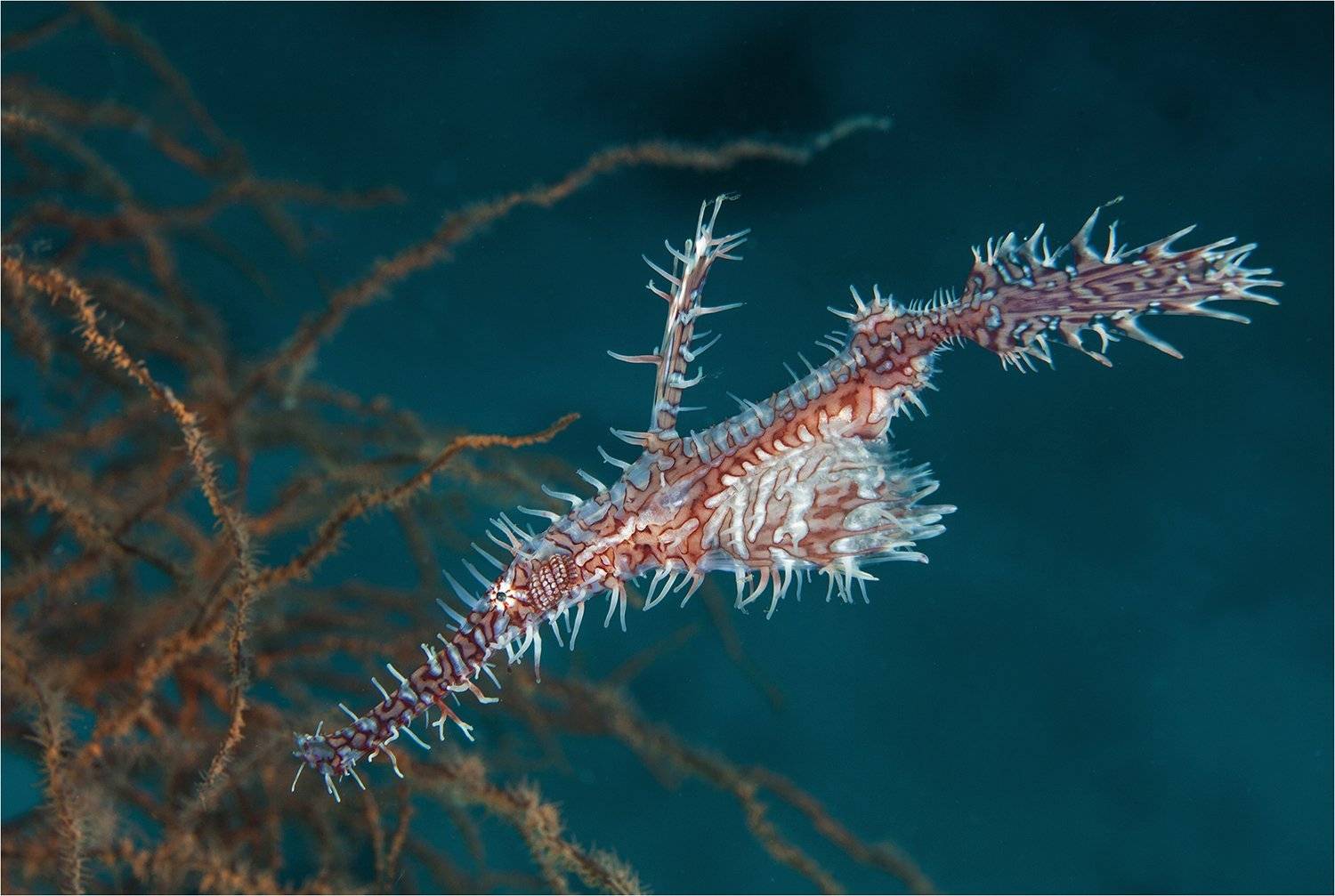 , Сергей Гаспарян