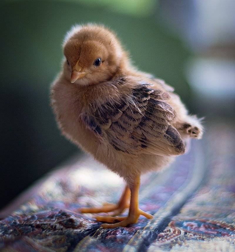 , Юрий Юрьев