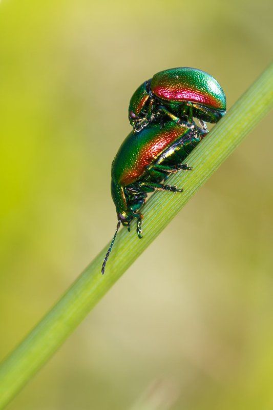 Make love ) фото превью