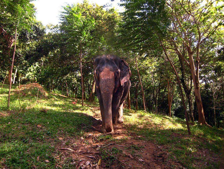 слон, таиланд, Maria V. Gorskaya