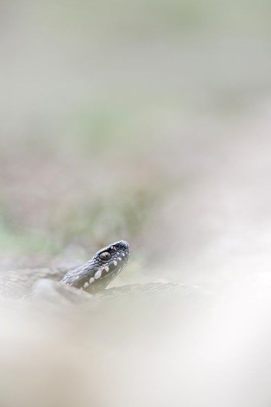 степная гадюка *** фото превью