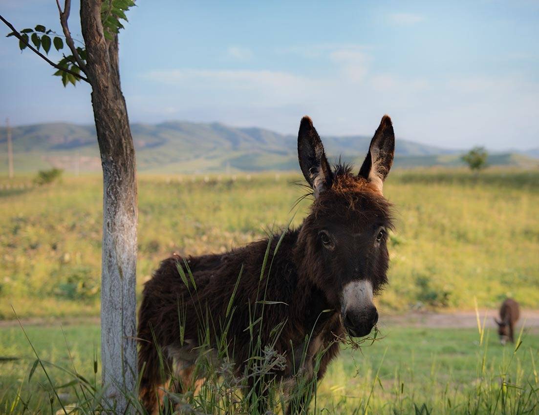 Ослик, Наиля Гарифуллина