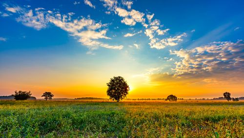 Morning on fields