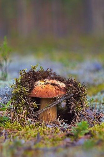 Грибная пора