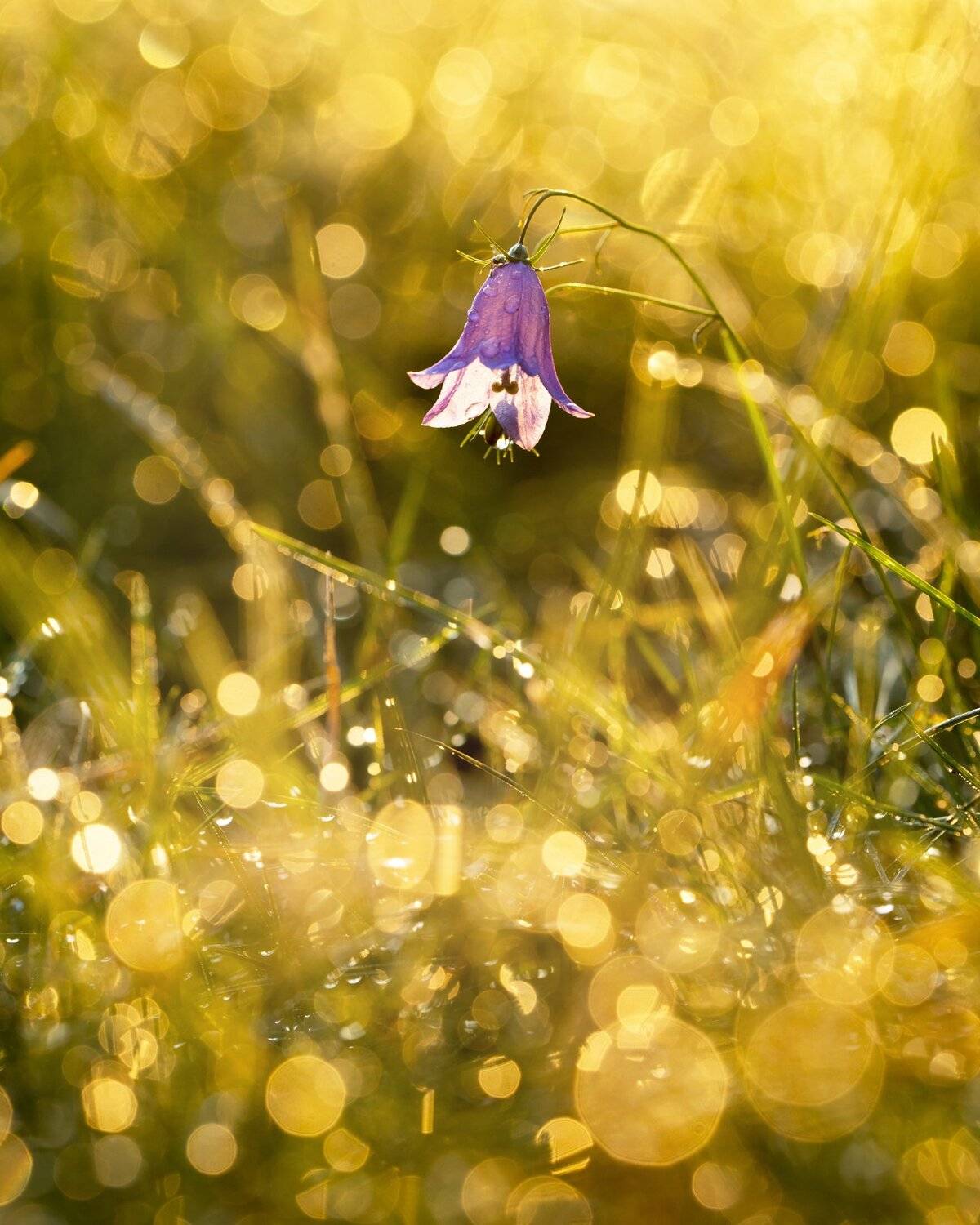 bell, bokeh, flowers, macro, sunrise, боке, колокольчик, макро, природа, рассвет, растения, роса, свежесть, цветы, Александр Иванов