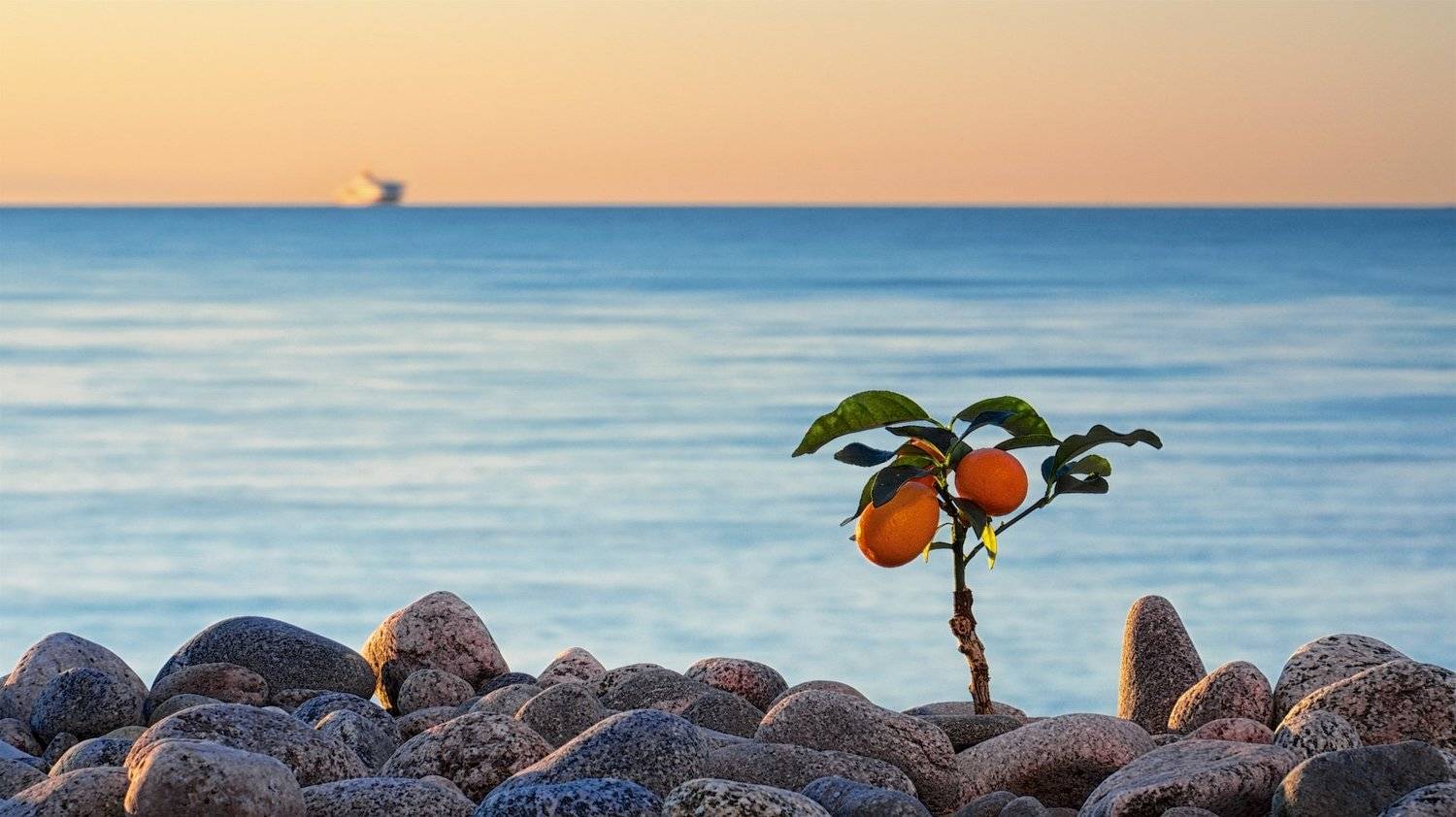 estonia, tallinn, europe, blue hour, bright, calamondin, capital city, city, city life, close up, delicate, flower, fresh, grow up, landscape, nature, outdoor, pebbles, seascape, serenity, simplicity, small, summer, sunset, heat, tree, urban, frangible, l, Эдуард Горобец