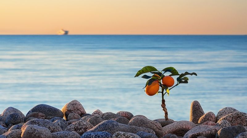 estonia, tallinn, europe, blue hour, bright, calamondin, capital city, city, city life, close up, delicate, flower, fresh, grow up, landscape, nature, outdoor, pebbles, seascape, serenity, simplicity, small, summer, sunset, heat, tree, urban, frangible, l Calamondin фото превью