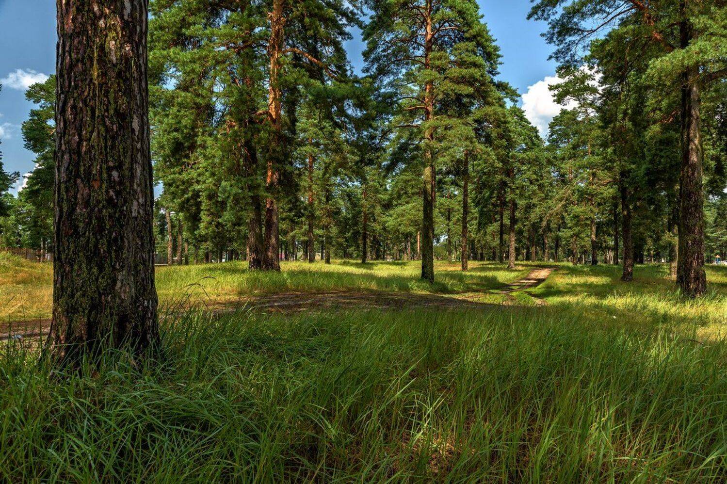 Дорога, Лето, Небо, Облака, Пейзаж, Природа, Россия, Сосновый бор, Сосны, Юлия Лаптева