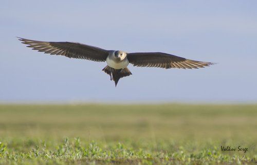 Хозяин тундры