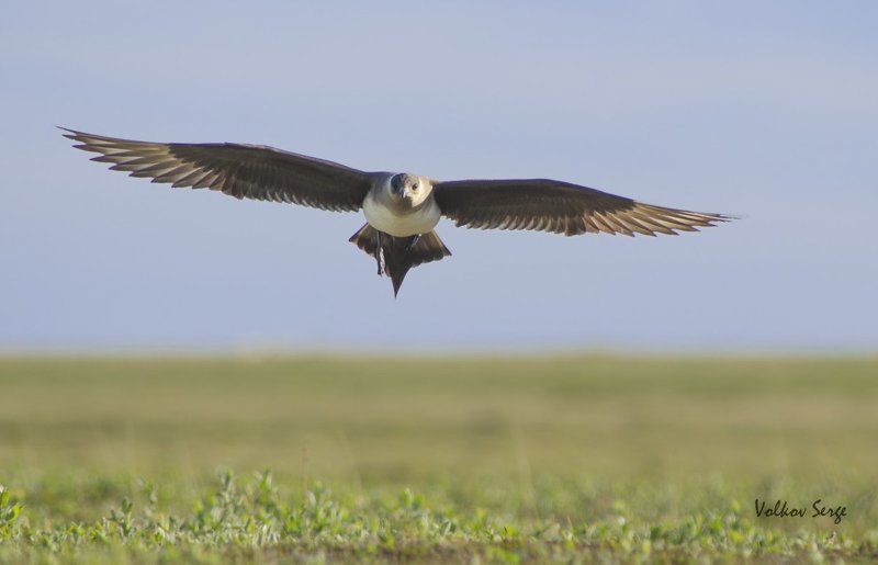 Stercorarius parasiticus, Арктика, Поморник, Птицы, Север Хозяин тундры фото превью