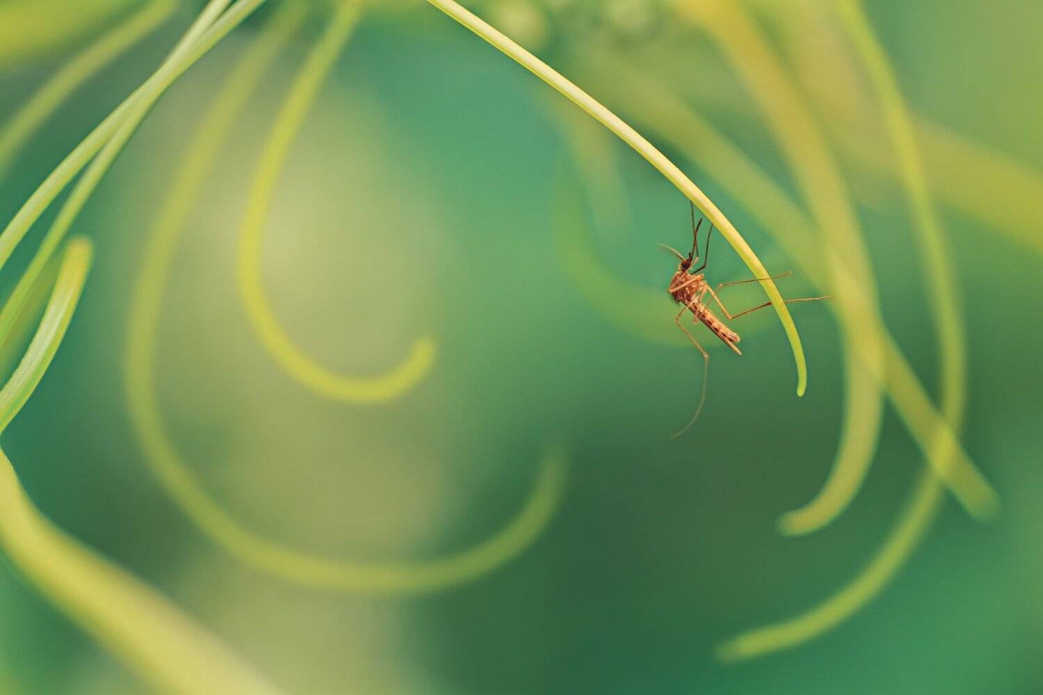 Жук, Зелень, Комар, Крылья, Лист, Стебель, Юрий Котов