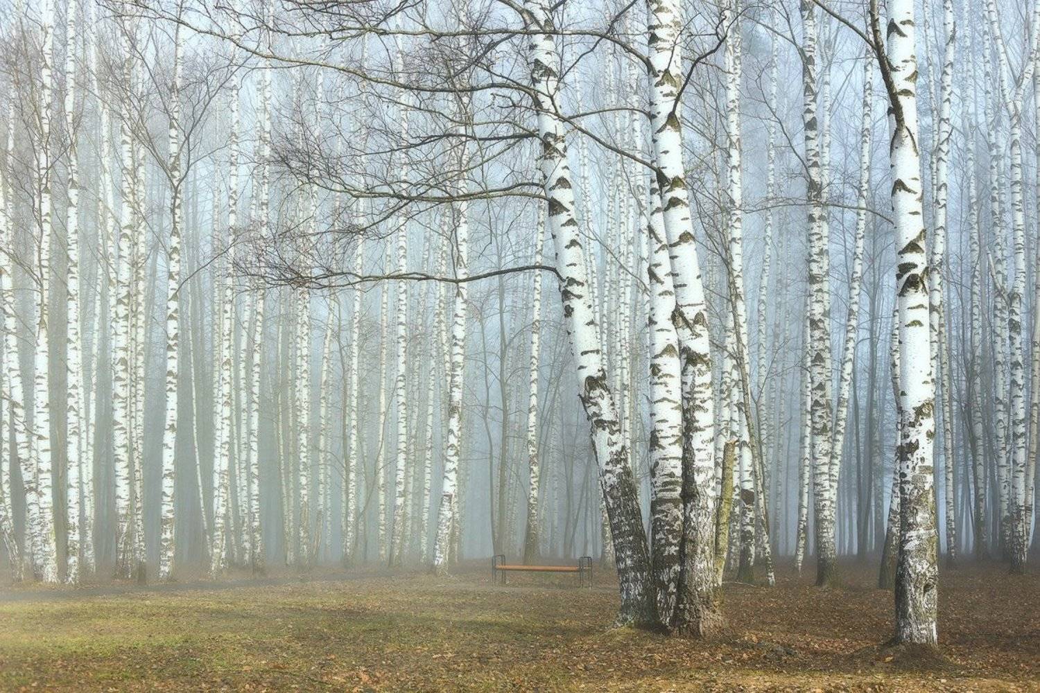 , Дмитрий Алексеев