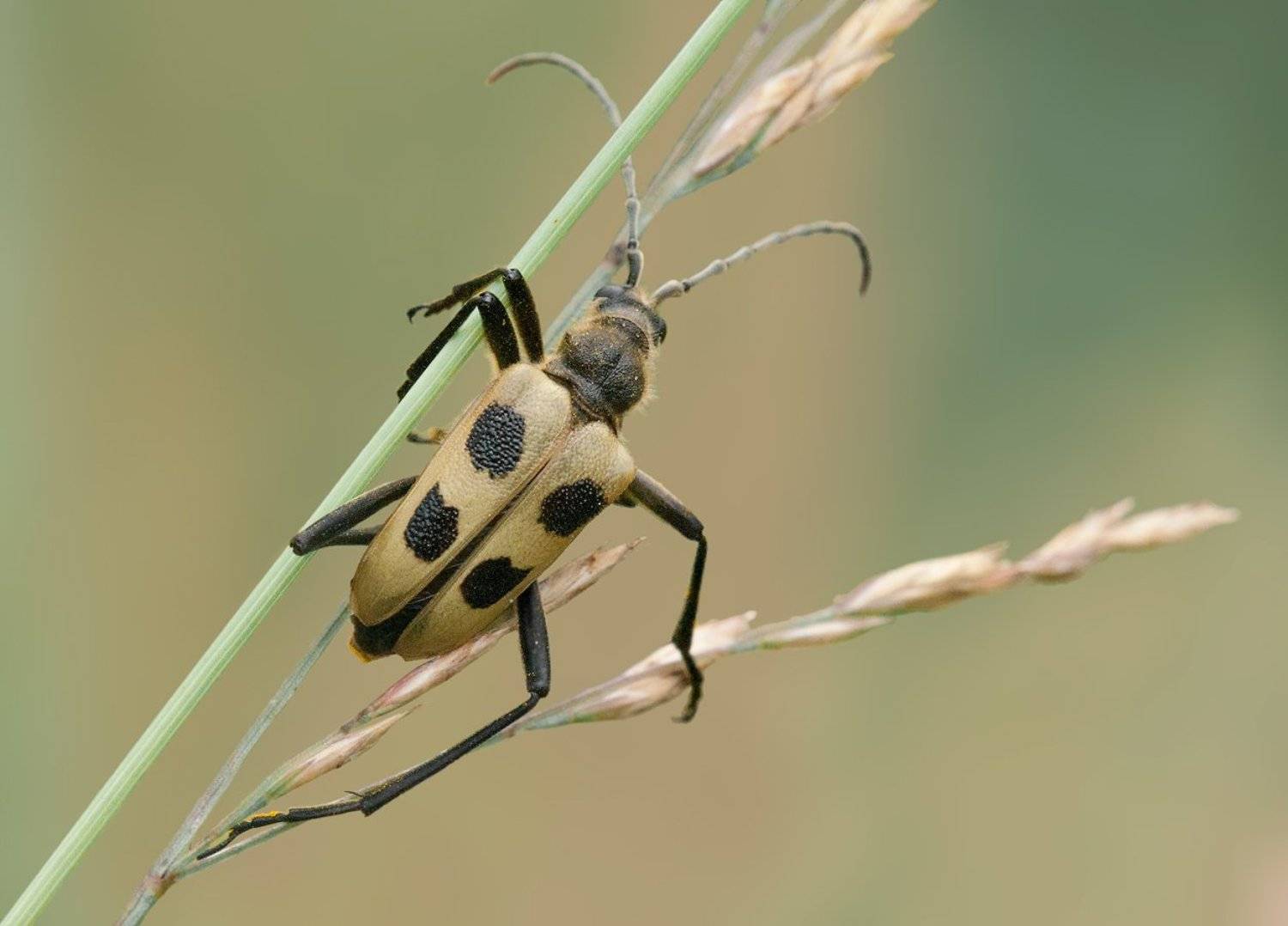 Жук, Макро, Трава, Олег Тыркин