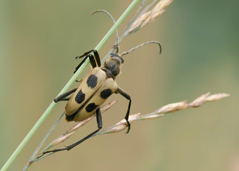 Жук, Макро, Трава Эквилибрист фото превью
