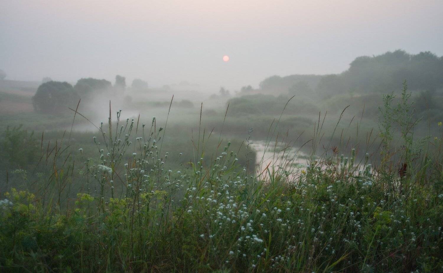 Берега, Деревья, Лето, Река, Солнце, Трава, Туман, Утро, Сергей Добровольский