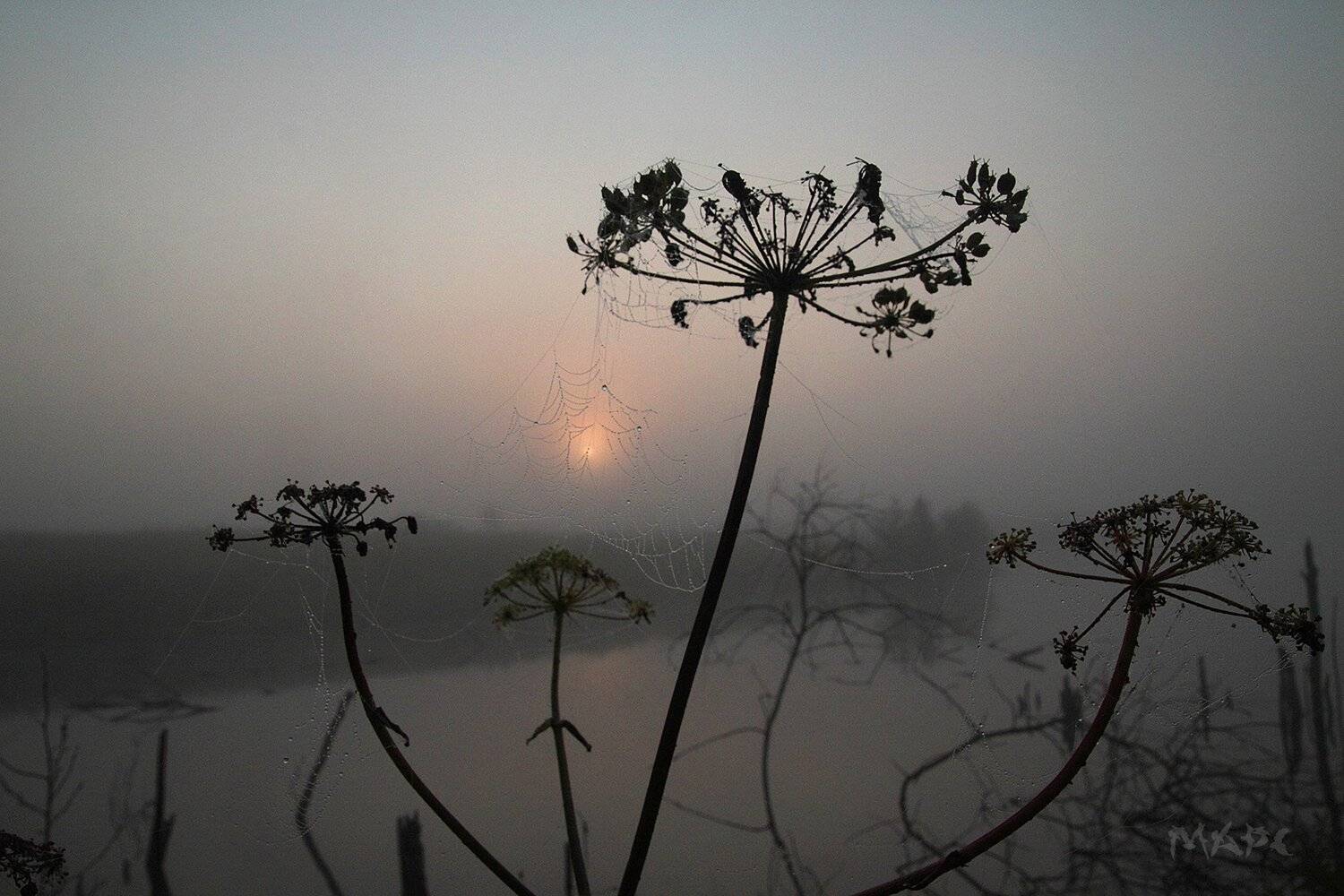 , Шангареев Марс