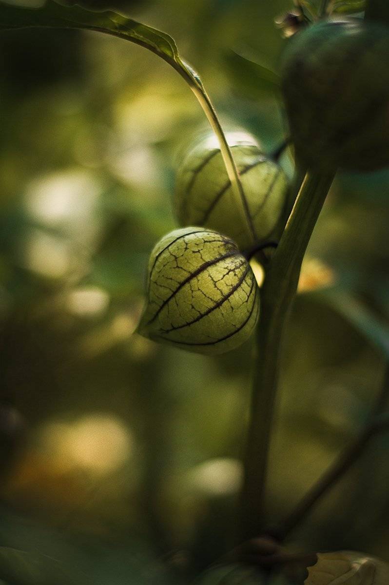 Анна чернякова, Лето, Макро, Макромир, Макросъемка, Физалис, Чернякова Анна