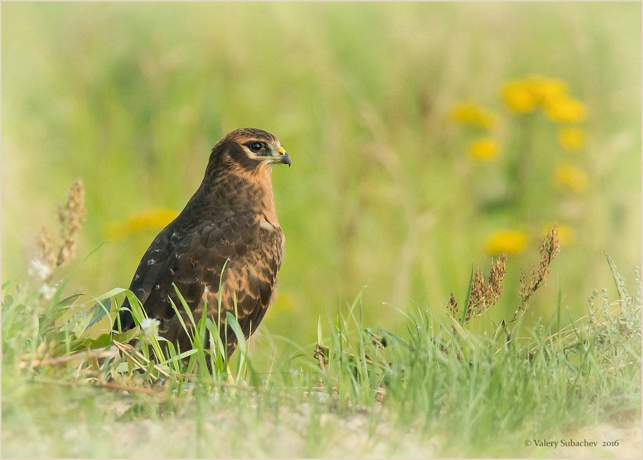 , Валерий Субачев