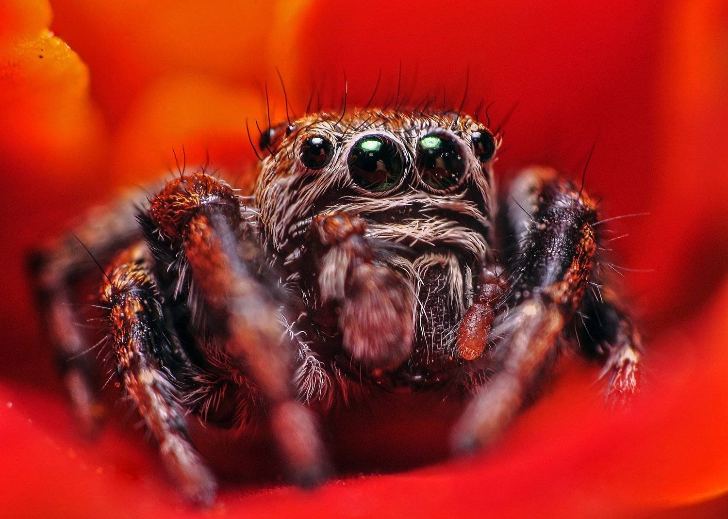 дикие животные, животные, крупным планом, макро, макросъемка, паук, паук-скакун, природа, россия, татарстан, членистоногие, Рустам Афлятунов