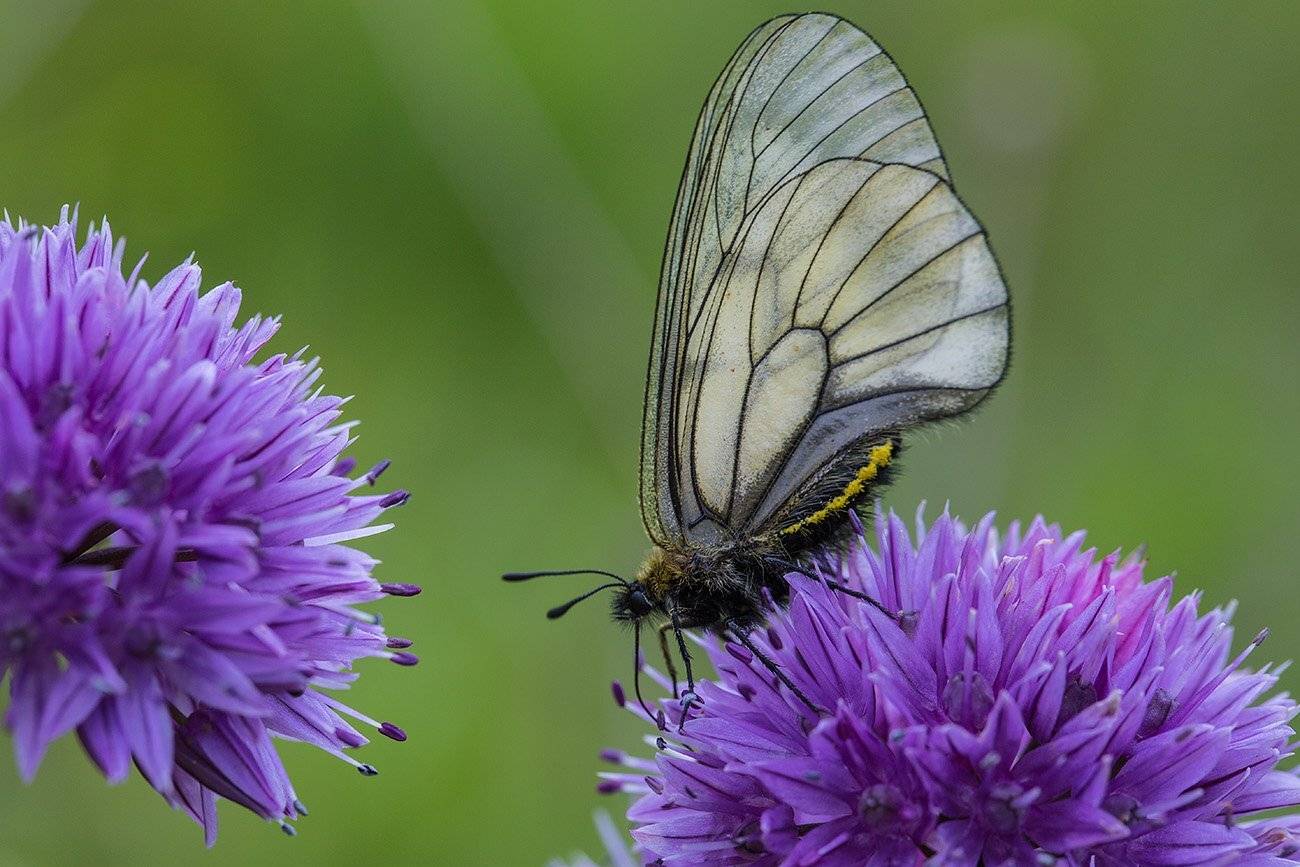 , Евгений Слободской
