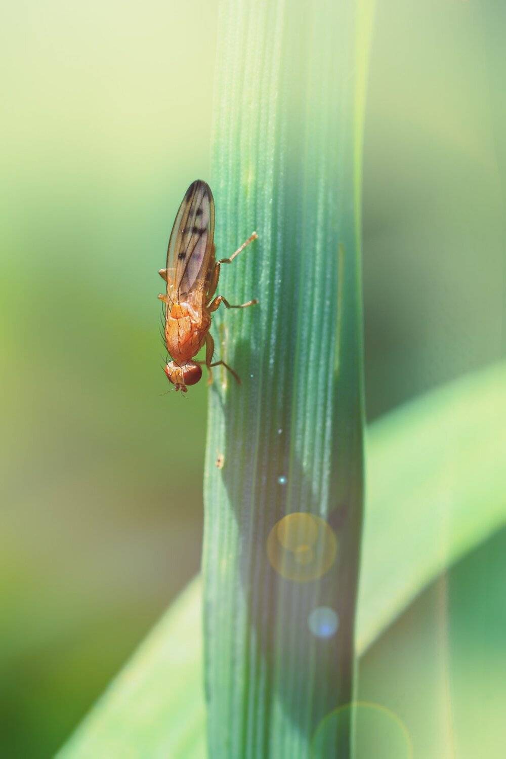 Блики, Колосок, Крылья, Муха, Свет, Солнце, Трава, Юрий Котов