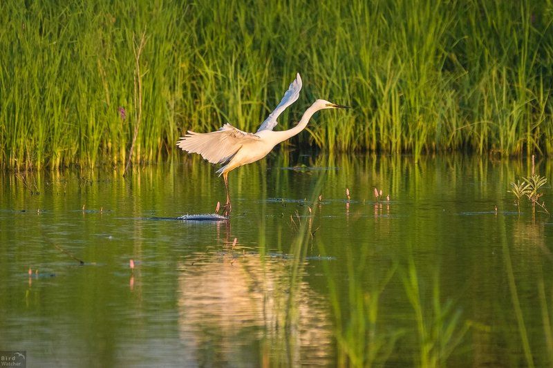 ardea alba, birds, nature Soft touch фото превью
