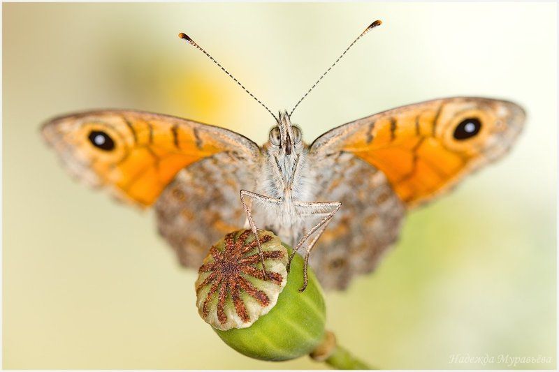 Lasiommata megera, Бархатница, Кареглазка-мегера Мегера-барабанщица фото превью