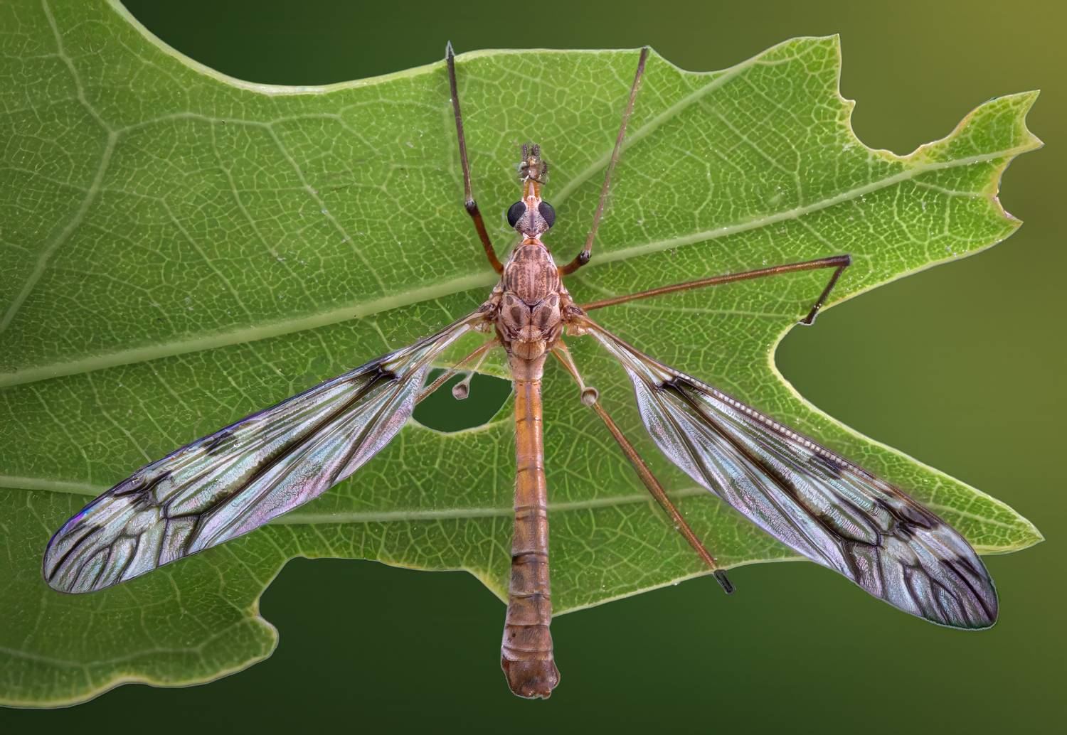 insect, macro, crane fly, leaf, summer, Atul Saluja