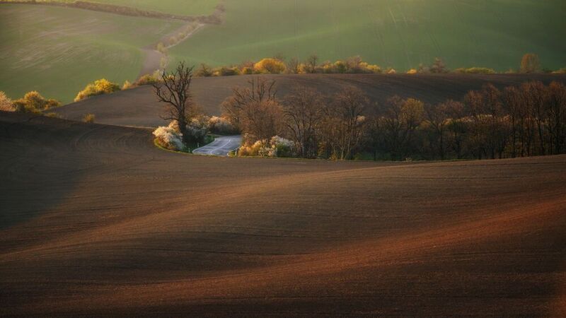 sprin, field, sunset Spring field фото превью