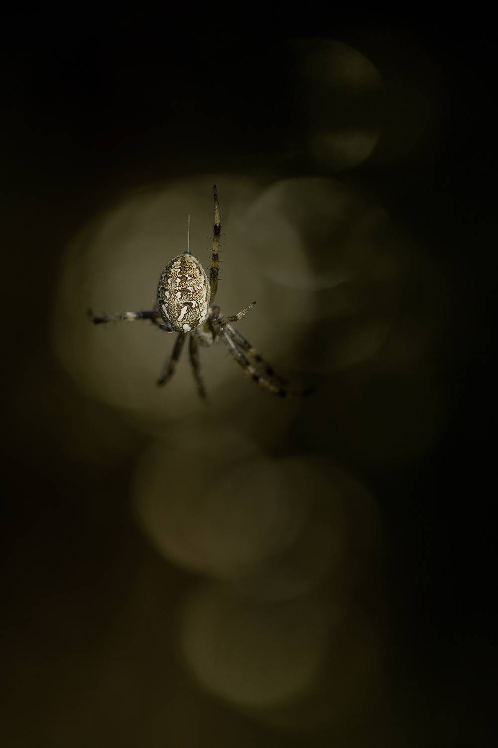 spider, close up, bokeh, nature, Andr&eacute;s Emilio