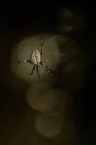 Araneus