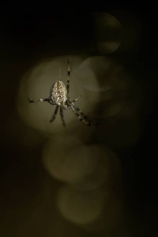 spider, close up, bokeh, nature Araneus фото превью