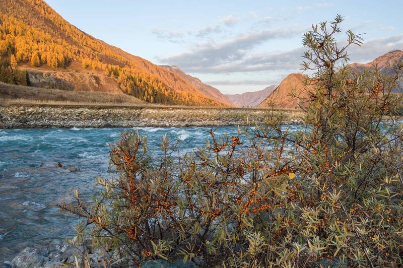 алтай, чуя, рассвет, облепиха, осень  фото превью